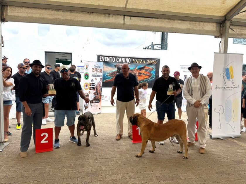 Exhibición de un ejemplar de presa canario durante el primer concurso de razas autóctonas en Yaiza 2026.