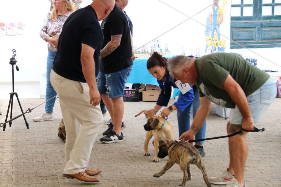 Las razas autoctonas caninas canarias Yaiza se reunieron en una exhibición única por el Día de Canarias. Consulta aquí la lista de los canes.