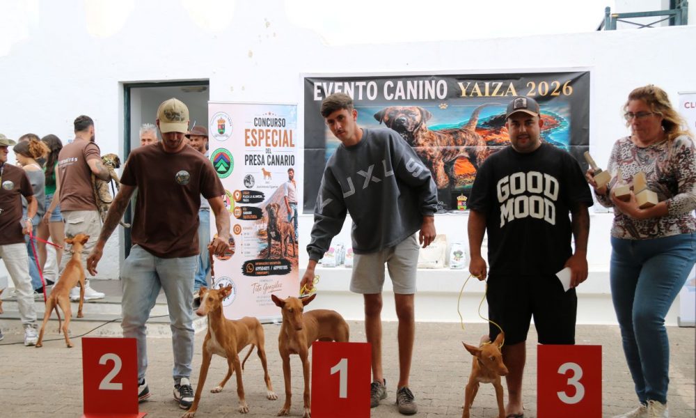 Las razas autóctonas caninas canarias Yaiza se reunieron en una exhibición única por el Día de Canarias. Consulta aquí la lista de los canes.