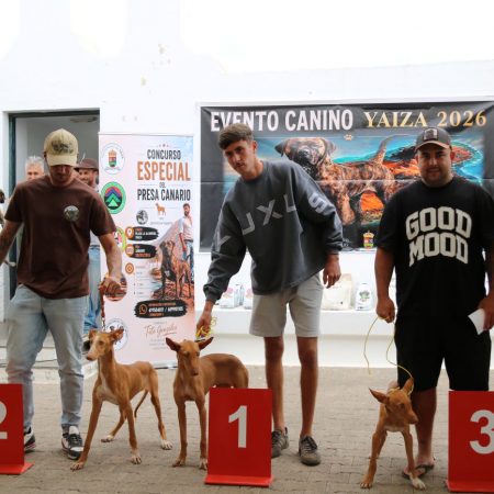 Las razas autóctonas caninas canarias Yaiza se reunieron en una exhibición única por el Día de Canarias. Consulta aquí la lista de los canes.