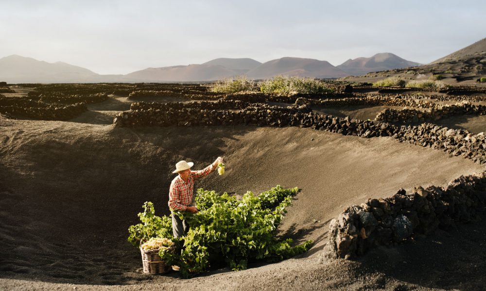 Campaña Vendimia Lanzarote