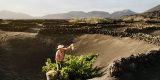 Campaña Vendimia Lanzarote