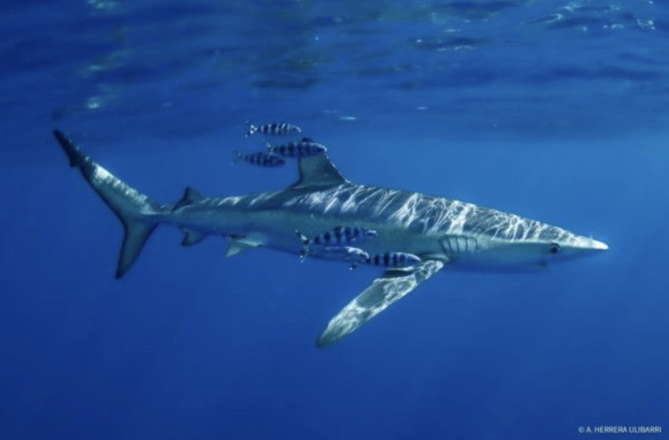 Fotografía submarina de un tiburón ángel en aguas de Canarias, temática del International Ocean Film Tour en Fuerteventura.