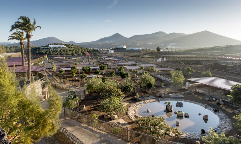 Triunfo de Finca de Uga en Agrocanarias 2026