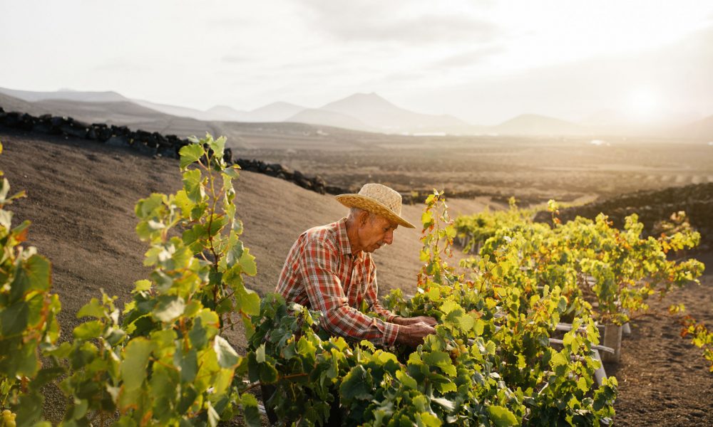 Viticultores realizando la vendimia en Lanzarote en un vinedo de picon negro