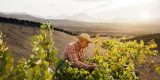 Viticultores realizando la vendimia en Lanzarote en un vinedo de picon negro