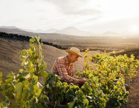 Viticultores realizando la vendimia en Lanzarote en un vinedo de picon negro