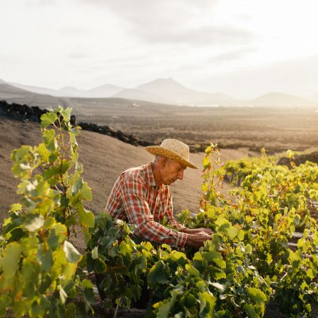Viticultores realizando la vendimia en Lanzarote en un vinedo de picon negro