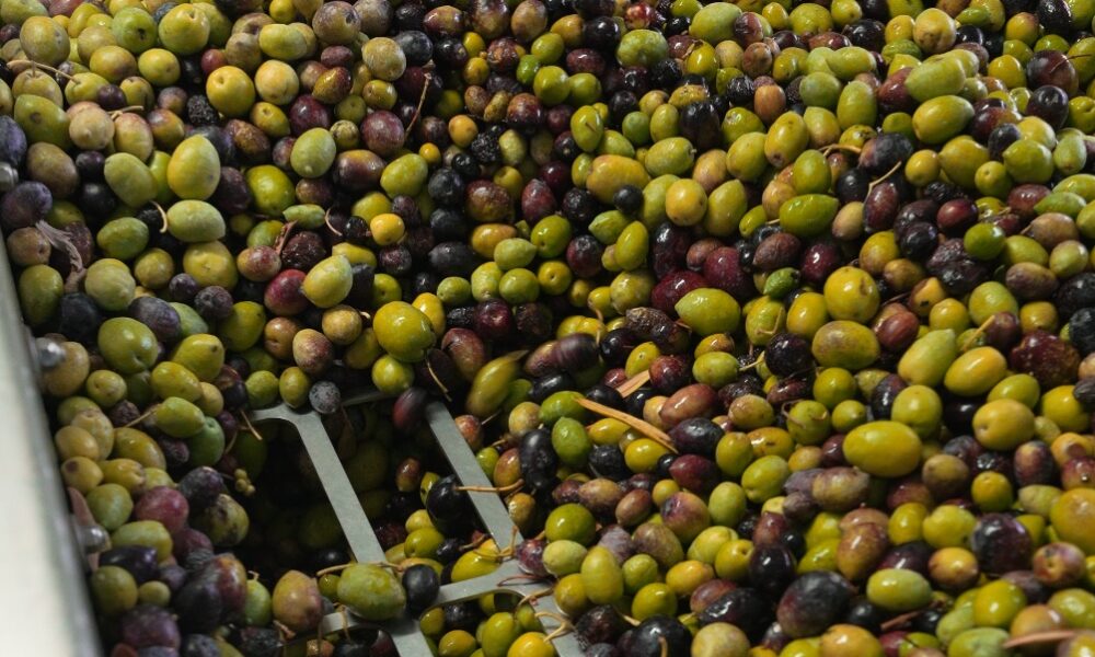 Cajas con aceitunas preparadas para su procesamiento en aceite