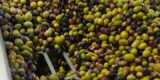 Cajas con aceitunas preparadas para su procesamiento en aceite