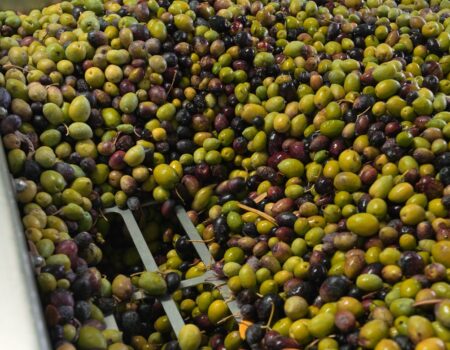 Cajas con aceitunas preparadas para su procesamiento en aceite