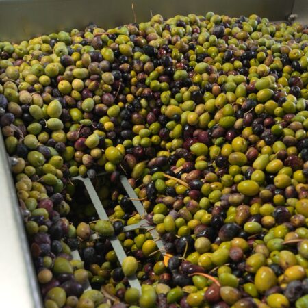 Cajas con aceitunas preparadas para su procesamiento en aceite