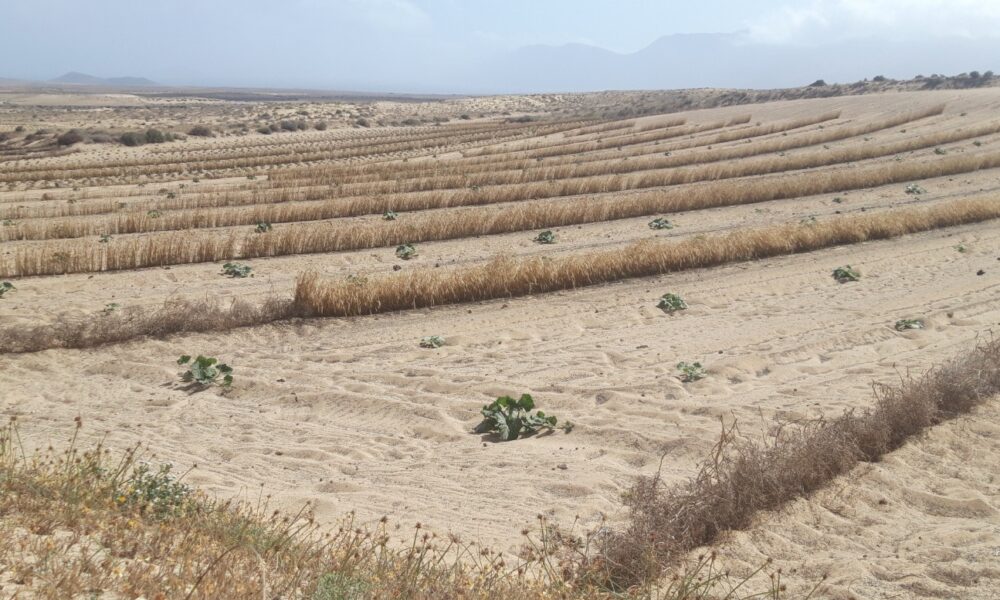 Instalaciones agrícolas en Lanzarote beneficiadas por las ayudas del Consorcio del Agua.