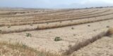 Instalaciones agrícolas en Lanzarote beneficiadas por las ayudas del Consorcio del Agua.