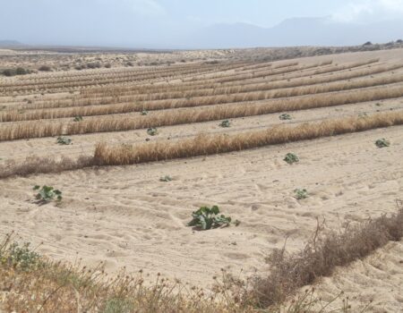Instalaciones agrícolas en Lanzarote beneficiadas por las ayudas del Consorcio del Agua.