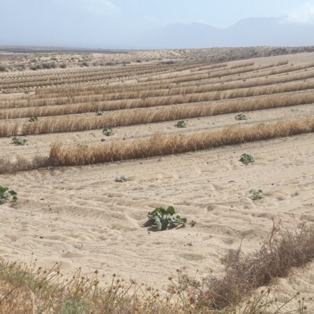 Instalaciones agrícolas en Lanzarote beneficiadas por las ayudas del Consorcio del Agua.