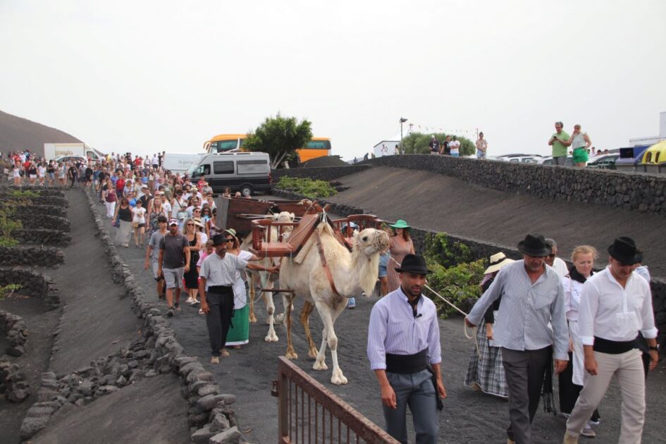 Recogida tradicional de la uva con camellos en La Geria, Lanzarote