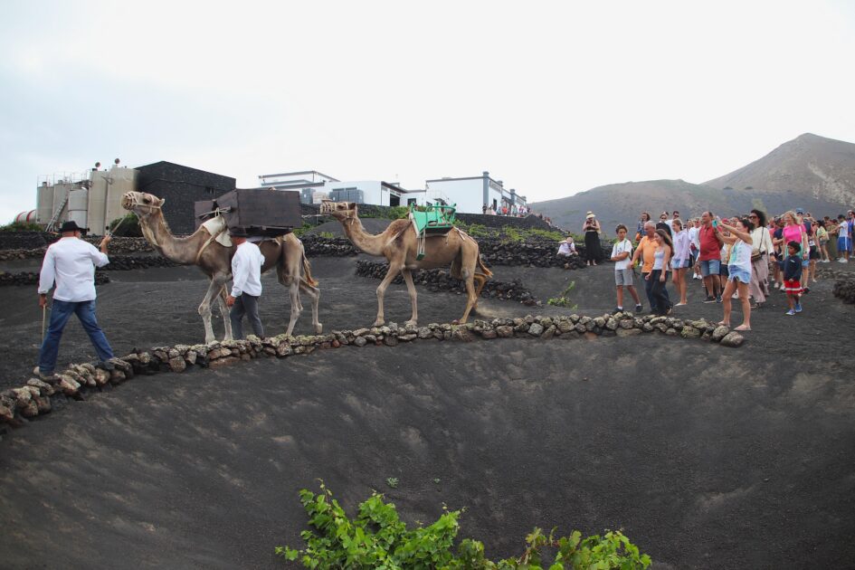 Los camellos Andrés y Aída transportando uva durante la vendimia tradicional en La Geria.