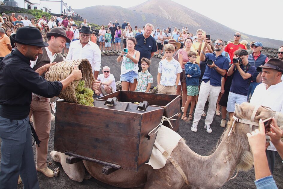 Los camellos Andrés y Aída transportando uva durante la vendimia tradicional en La Geria.