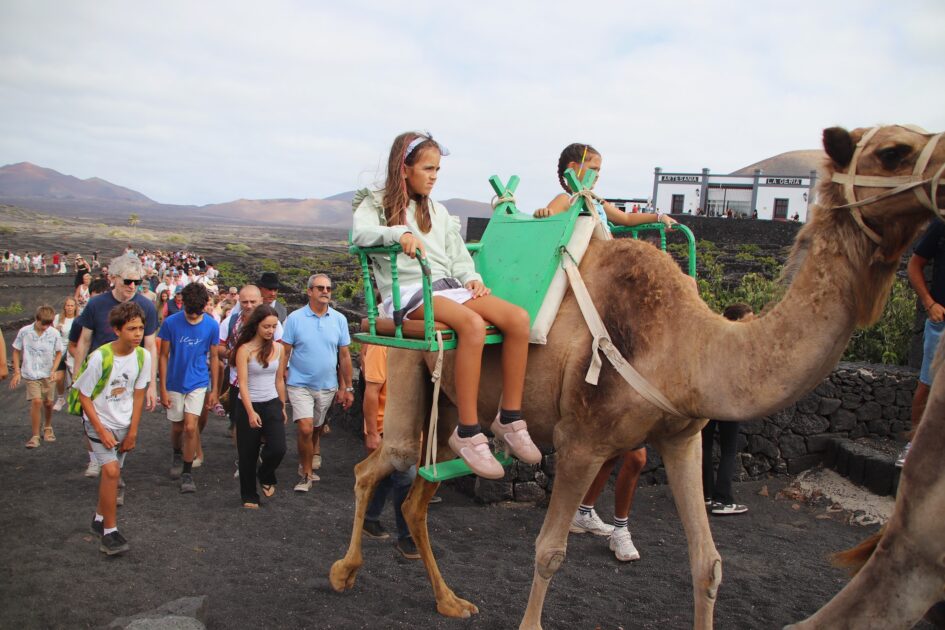 Los camellos Andrés y Aída transportando uva durante la vendimia tradicional en La Geria.