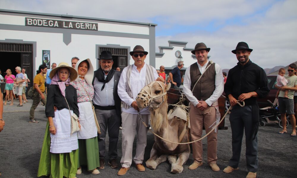 Los camellos Andrés y Aída transportando uva durante la vendimia tradicional en La Geria.