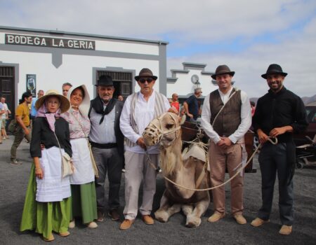 Los camellos Andrés y Aída transportando uva durante la vendimia tradicional en La Geria.