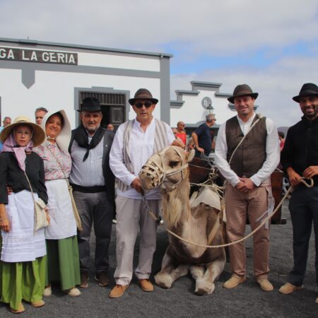 Los camellos Andrés y Aída transportando uva durante la vendimia tradicional en La Geria.