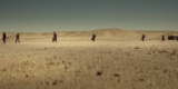 Cartel oficial o fotograma del documental La Berma, mostrando el desierto del Sáhara Occidental.