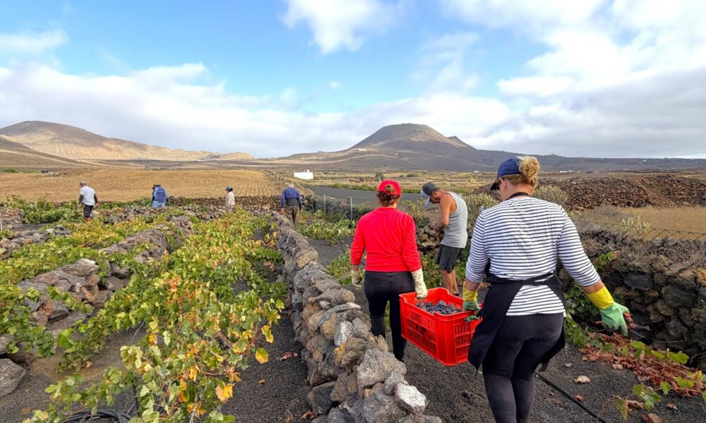 vendimia de los vinos de Lanzarote 2026.