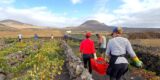 vendimia de los vinos de Lanzarote 2026.