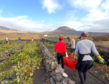 vendimia de los vinos de Lanzarote 2026.