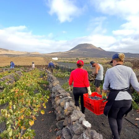 vendimia de los vinos de Lanzarote 2026.