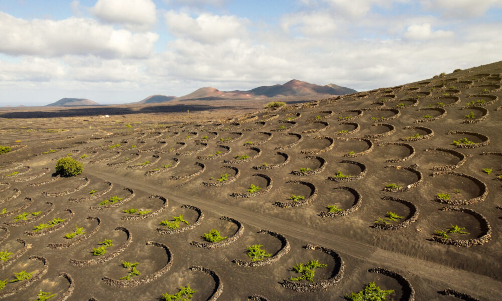 Viñedos cultivados en hoyos de rofe volcánico característicos de los Vinos de Lanzarote.