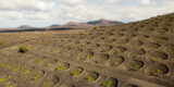 Viñedos cultivados en hoyos de rofe volcánico característicos de los Vinos de Lanzarote.