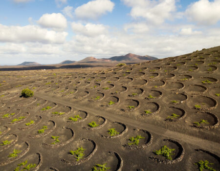 Viñedos cultivados en hoyos de rofe volcánico característicos de los Vinos de Lanzarote.