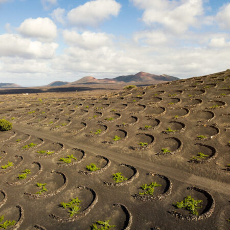 Viñedos cultivados en hoyos de rofe volcánico característicos de los Vinos de Lanzarote.