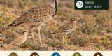 Jornada técnico-participativa para la protección de las aves esteparias del Jable 2026.